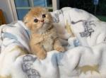 Phoenix - Scottish Fold Kitten For Sale - Puyallup&comma; WA&comma; US