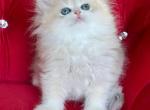 British Longhair Blue Golden Girl - British Shorthair Kitten For Sale - 