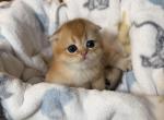 Colby - Scottish Fold Kitten For Sale - Puyallup&comma; WA&comma; US