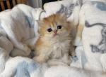 Brie Longhair - Scottish Straight Kitten For Sale - Puyallup&comma; WA&comma; US