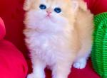 British Longhair Golden Boy - British Shorthair Kitten For Sale - 