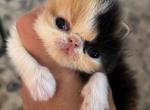 Calico - Persian Kitten For Sale - Clay&comma; PA&comma; US