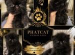 Black boy - Persian Kitten For Sale - 