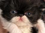 Black and white bicolor - Persian Kitten For Sale - Clay&comma; PA&comma; US