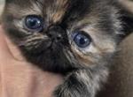 Tortoiseshell girl - Persian Kitten For Sale - Clay&comma; PA&comma; US