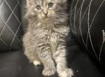 Beautiful Loving Maine Coons - Maine Coon Kitten For Sale - Glouster&comma; OH&comma; US