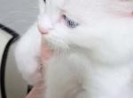 Snowy boy - Persian Kitten For Sale - 