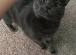 Melody - Domestic Cat For Adoption - Bear&comma; DE&comma; US