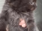 Kissy girl - Persian Kitten For Sale - 