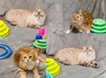 Callie and Foxy - Siberian Cat For Sale/Retired Breeding - Uxbridge&comma; MA&comma; US