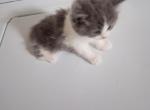 Cloud boy - Persian Kitten For Sale - Sacramento&comma; CA&comma; US