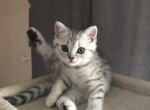 Marko - Scottish Straight Kitten For Sale - Philadelphia&comma; PA&comma; US