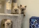 Chip - Domestic Kitten For Sale - 