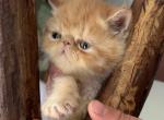 Exotic red and white  female - Exotic Kitten For Sale - Palm Coast&comma; FL&comma; US