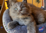 Lola's Babies - Maine Coon Kitten For Sale - Cocoa&comma; FL&comma; US