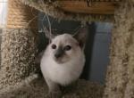 Lilac point siamese male - Siamese Kitten For Sale - Walworth&comma; WI&comma; US