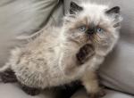 Frankie - Himalayan Kitten For Sale - Middleborough&comma; MA&comma; US