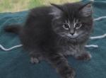 Susan - Maine Coon Kitten For Sale - Black Diamond&comma; WA&comma; US