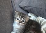 Cali - Ragdoll Kitten For Sale - Denver&comma; CO&comma; US