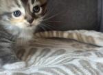 Scottish fold kilt - Scottish Fold Kitten For Sale - 