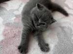 Girl - Scottish Straight Kitten For Sale - Des Plaines&comma; IL&comma; US
