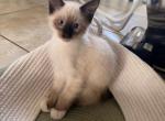 Snowshoe siamese kittens - Siamese Kitten For Sale - Alafaya&comma; FL&comma; US