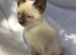Siamese kittens - Siamese Kitten For Sale - 