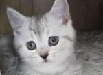Nala - Scottish Straight Kitten For Sale - Simpsonville&comma; SC&comma; US