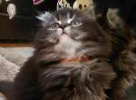 Solar - Maine Coon Kitten For Sale - Mount Penn&comma; PA&comma; US