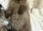 Mazie x Monsieur - Scottish Fold Kitten For Sale - Boca Raton&comma; FL&comma; US