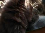 Maine Coon Dollface Persian Hybrids - Maine Coon Kitten For Sale - Mount Penn&comma; PA&comma; US