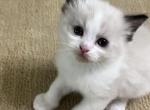 Bicolor Princess 1 - Ragdoll Kitten For Sale - Columbia&comma; MD&comma; US