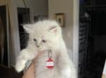 Laffy - Ragdoll Kitten For Sale - 