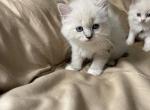 Taffy - Ragdoll Kitten For Sale - Spring&comma; TX&comma; US