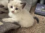 Crystal and Sassy - Maine Coon Kitten For Sale - Rock Island&comma; IL&comma; US
