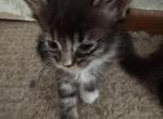 Crystal and Sassy - Maine Coon Kitten For Sale - Rock Island&comma; IL&comma; US