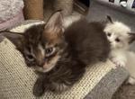 Crystal and Sassy - Maine Coon Kitten For Sale - Rock Island&comma; IL&comma; US