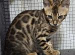 Gucci Girl - Bengal Kitten For Sale - 