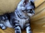 Girl V40 - Maine Coon Kitten For Sale - Virginia Bch&comma; VA&comma; US
