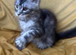 Girl V40 - Maine Coon Kitten For Sale - Millingport&comma; NC&comma; US