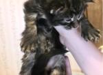 BIGFOOT - Maine Coon Kitten For Sale - Union City&comma; MI&comma; US