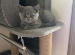 Diamond from Tutti Frutti Katsumi - British Shorthair Kitten For Sale - 