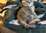 Ellie from Q'Bella - British Shorthair Kitten For Sale - Cutlerville&comma; MI&comma; US