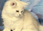 Taisia - Munchkin Kitten For Sale - Pembroke Pines&comma; FL&comma; US