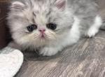Chloes Litter - Persian Kitten For Sale - Stilwell&comma; OK&comma; US