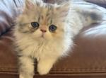 Persian girly tri color - Persian Kitten For Sale - 