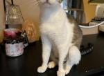 Bells - Domestic Kitten For Adoption - Alabaster&comma; AL&comma; US