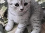 Charming - Scottish Fold Kitten For Sale - Simpsonville&comma; SC&comma; US