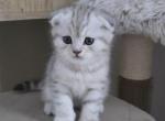 Thomas - Scottish Fold Kitten For Sale - Simpsonville&comma; SC&comma; US