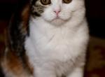 Gianna - Scottish Fold Kitten For Sale - Warwick&comma; NY&comma; US